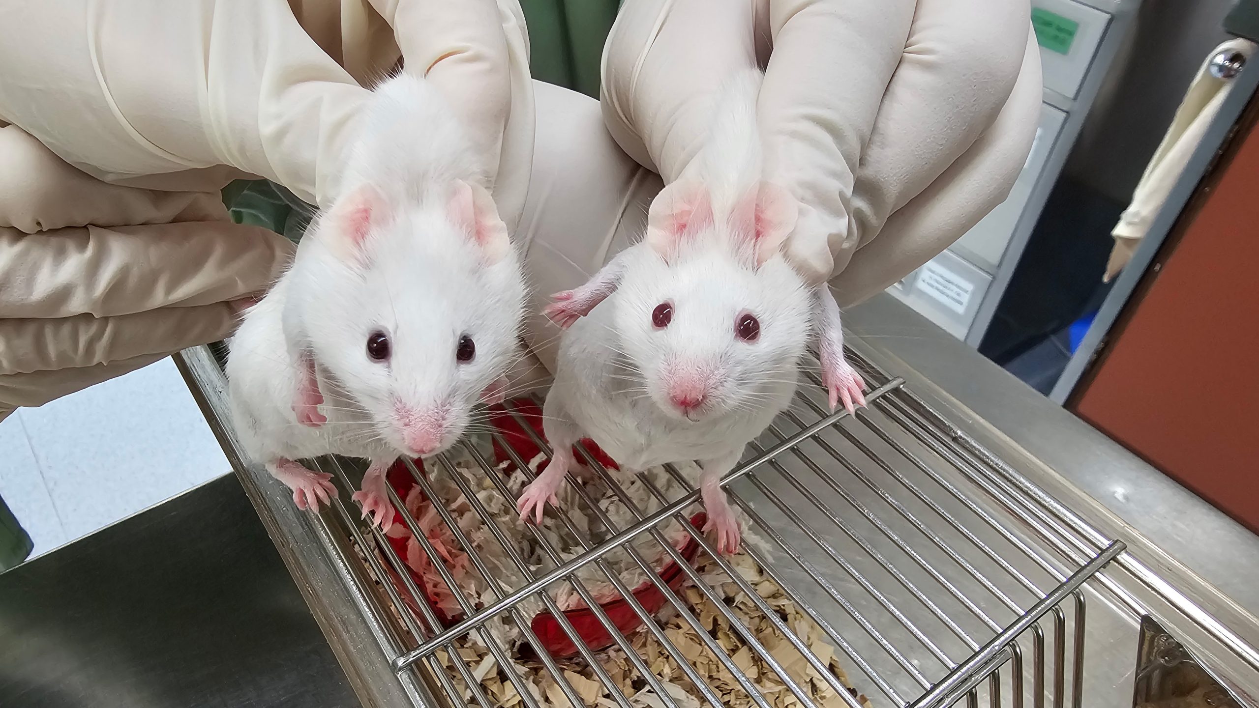 genetic-engineering-remarkable-mouse-ancient-genes