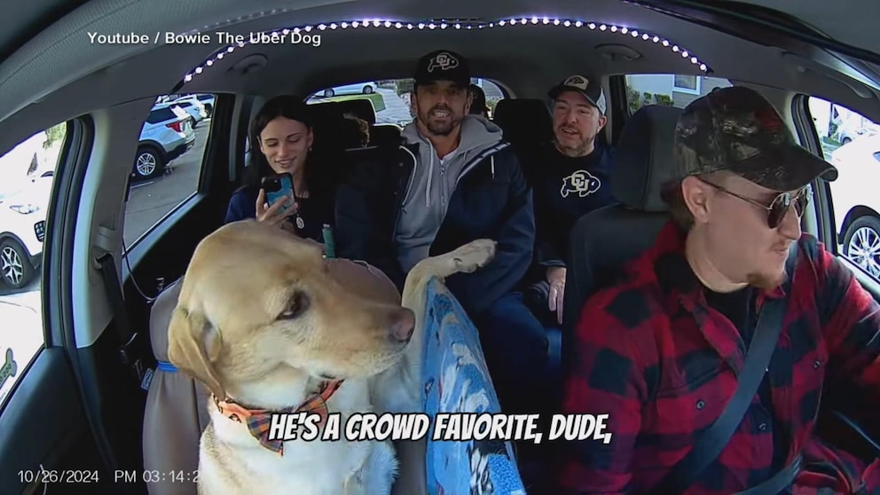 uber-dog-colorado
